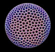 © Science RF - Diatom, SEM
