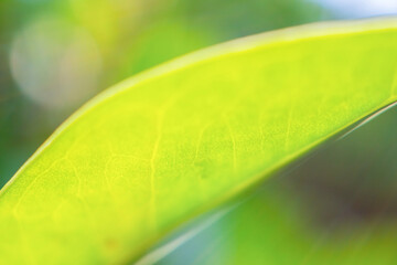 Wall Mural - Natural plant green leaf in garden with bokeh background