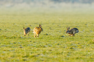european hares, lepus europaeus, preparing for mating season and chasing each other during sunrise i