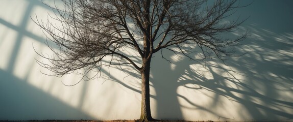 Poster - bare tree casting long shadows on a simple wall during early morning light in a minimalist outdoor s