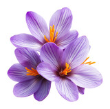 PNG Purple saffron flowers crocus petals illustration.