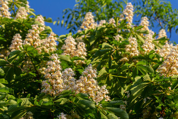 Wall Mural - Aesculus hippocastanum is a large tree. Its inflorescences are a source of nectar for bees and insects, and are used as an ingredient in traditional medicine