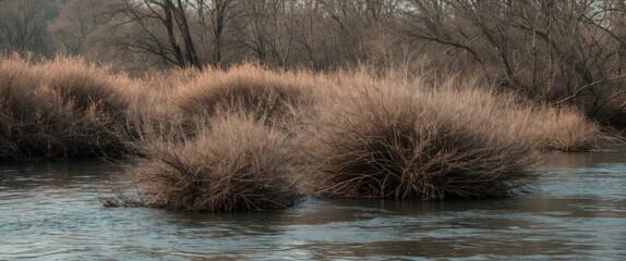 Poster - riverbank vegetation with dry shrubs and trees along a calm body of water in early spring or late wi