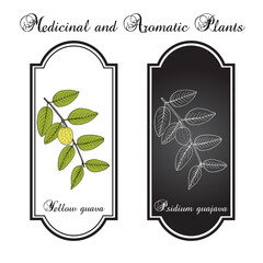 Poster - Yellow guava (Psidium guajava), edible and medicinal plant. Hand drawn botanical vector illustration