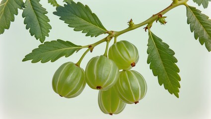 Wall Mural - Fresh green gooseberries on branch with leaves against light background