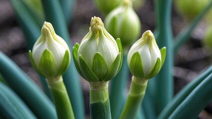 Poster - Close-up view of young onion buds with vibrant green stems in a garden setting.