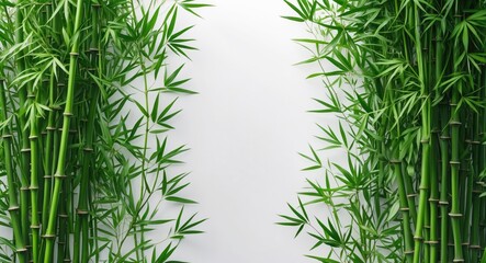 Wall Mural - Bamboo Leaves and Stems Isolated on White Background with Empty Space for Text and Clipping Path for Design and Decoration Purposes