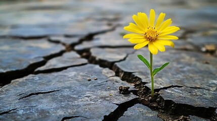 Poster - Single yellow flower growing from cracked earth.