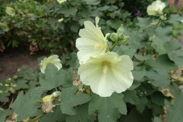 Wall Mural - Closeup of light yellow flowers of common hollyhock in mid August