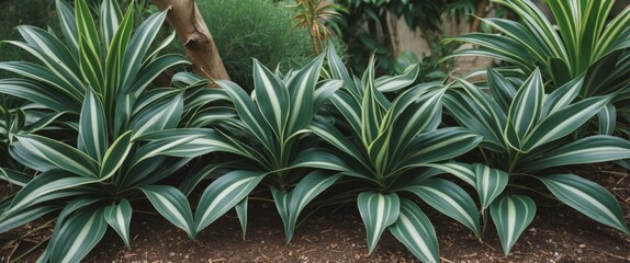Poster - Dracaena Reflexa Lush Green Leaves in Garden Landscape Ideal for Ground Cover with Copy Space for Text and Design Elements