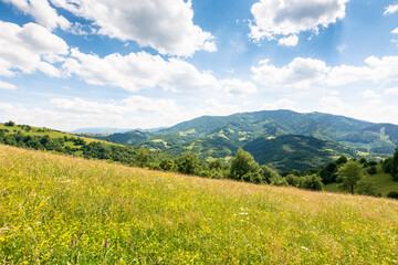 Wall Mural - nature background with green field on the hill. blue sky with fluffy clouds. carpathian mountain lan