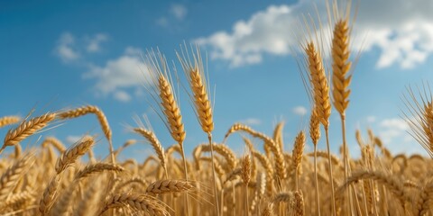 Wall Mural - Golden Wheat Field Under Blue Sky with Vivid Clouds and Soft Focus, Ideal for Text Overlay and Agricultural Themes