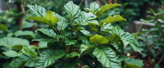 Poster - lush green betel plant leaves thriving in a vibrant garden setting