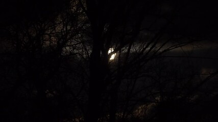 Wall Mural - The full moon beams brightly through bare tree branches, creating a captivating silhouette against the night sky. The contrasting light and shadows highlight the intricate patterns of the trees.