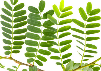 Wall Mural - the leaves are green and have a leafy appearance