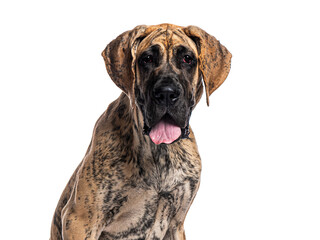 Poster - Great dane panting and showing its tongue on white background
