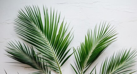 Poster - Lush Green Palm Leaves Arranged Aesthetically on a White Background for Tropical and Natural Theme Designs