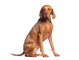 Wall Mural - Vizsla dog sitting and looking at camera on white background