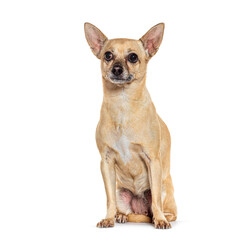 Wall Mural - Brown chihuahua dog sitting and looking away on white background