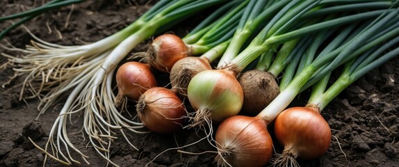 Wall Mural - Freshly harvested onions and scallions on dark soil with green tops and ample space for text or branding elements in a rustic setting.