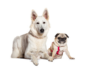 Wall Mural - White swiss shepherd dog lying with a pug wearing a harness