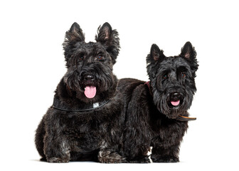 Wall Mural - Two adorable scottish terriers panting on white background