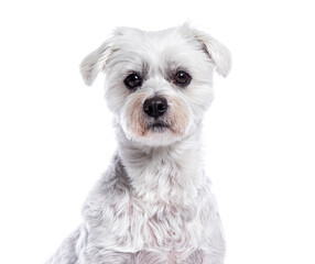 Wall Mural - White dog posing calmly on white background