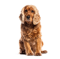 Wall Mural - English cocker spaniel sitting and looking at camera on white background