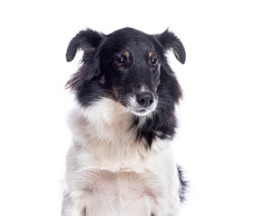 Wall Mural - Crossbreed dog sitting and looking away on white background