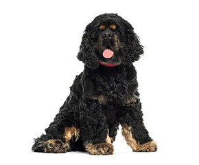 Wall Mural - american cocker spaniel sitting and panting with red collar