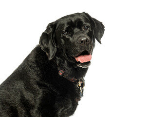 Poster - Black labrador retriever panting on white background