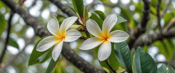 Wall Mural - Plumeria Flowers Blossoming Among Lush Green Leaves in Tranquil Garden Setting