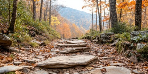 Wall Mural - A tranquil forest trail showcases a picturesque view of autumn leaves and rocky terrain, inviting hikers to explore the natural beauty of the outdoors