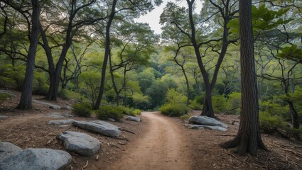 Canvas Print - Serene Nature Trail Surrounded by Lush Green Tree Canopy and Rocky Terrain in a Peaceful Forest Setting