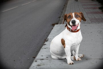 Cute smart dog pet on the road