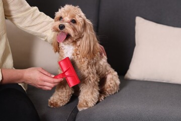 Wall Mural - Woman brushing cute Maltipoo dog on sofa at home, closeup