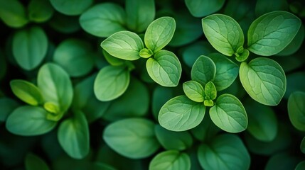 Aufkleber - Lush Green Leaves in Natural Environment for Botanical Themes