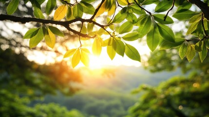 Poster - Sunlight Filtering Through Green Leaves in Natural Scenic Background