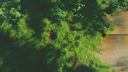 Aufkleber - Lush green moss covering wooden surface in natural sunlight