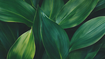 Poster - Lush dark green leaves with subtle texture for nature and design inspiration
