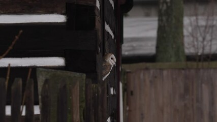 Barn owl sitting on wooden fence in front of country cottage house, bird in urban habitat, wheel barrow on the wall, Czech Republic. Wild winter and snow with wild owl. Wildlife scene from nature.