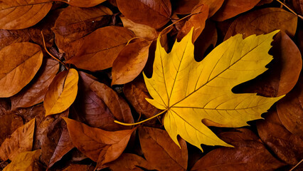 Wall Mural - Leaf