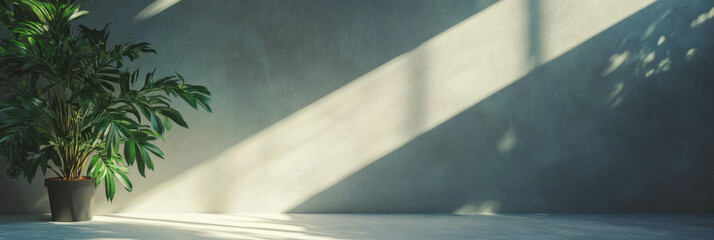 Poster - Sunlit minimalist interior design with green plant against pale grey wall
