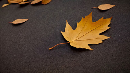 Wall Mural - Leaf