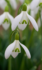 Wall Mural - Beautiful close-up of a galanthus nivalis flower