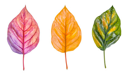 Poster - Autumn leaves transitioning, vibrant colors blending against transparent backdrop