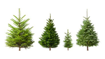 Aufkleber - verdant fir trees of different heights towering against clean white backdrop, showcasing winter fore
