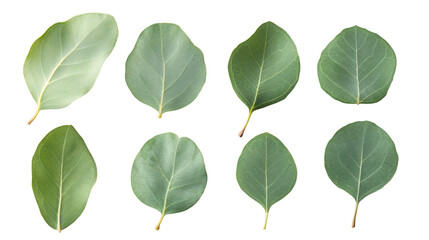 Poster - Eight eucalyptus leaves isolated on transparent background, perfect for graphic design projects related to nature, cosmetics, and wellness