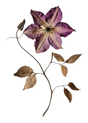 Poster - PNG Clematis flower purple dried.