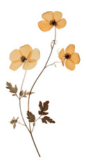 Poster - PNG Buttercup flowers pressed art.